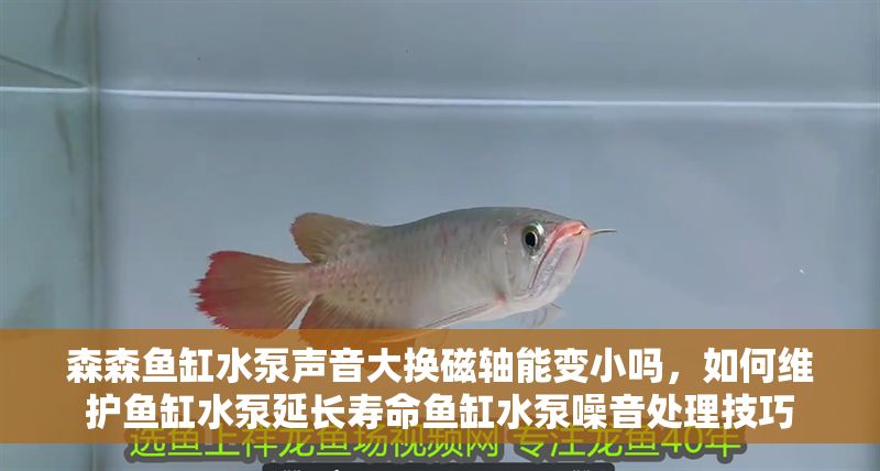 森森魚缸水泵聲音大換磁軸能變小嗎，如何維護魚缸水泵延長壽命魚缸水泵噪音處理技巧