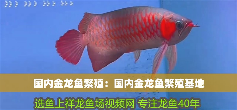 國內(nèi)金龍魚繁殖：國內(nèi)金龍魚繁殖基地