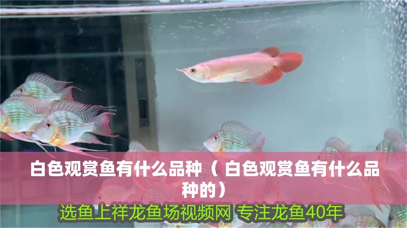 白色觀賞魚有什么品種（ 白色觀賞魚有什么品種的）