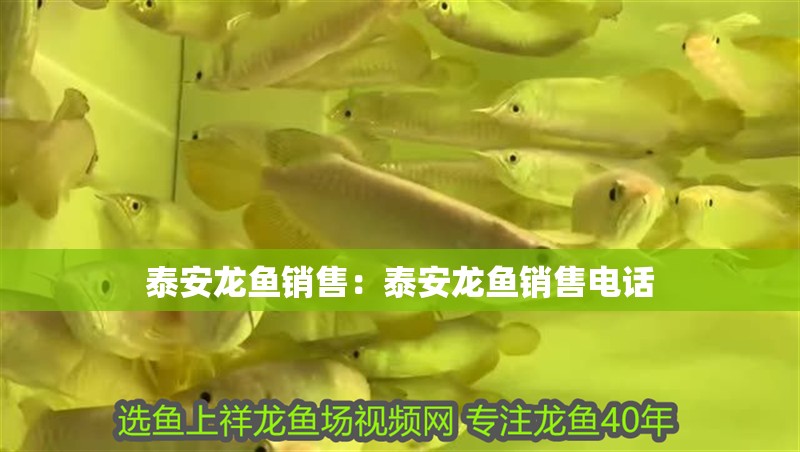 泰安龍魚銷售：泰安龍魚銷售電話 泰安龍魚銷售：泰安龍魚銷售電話 水族問答