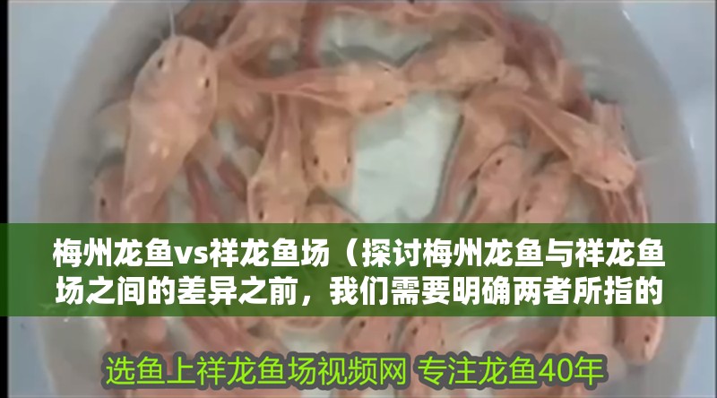 梅州龍魚vs祥龍魚場（探討梅州龍魚與祥龍魚場之間的差異之前，我們需要明確兩者所指的內容）