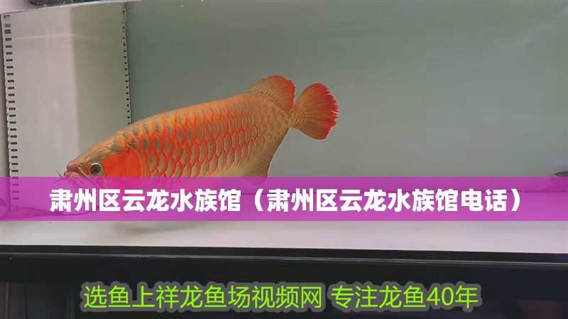 肅州區(qū)云龍水族館(肅州區(qū)云龍水族館電話) 全國水族館企業(yè)名錄 第1張 肅州區(qū)云龍水族館(肅州區(qū)云龍水族館電話) 肅州區(qū)云龍水族館(肅州區(qū)云龍水族館電話) 全國水族館企業(yè)名錄 第1張