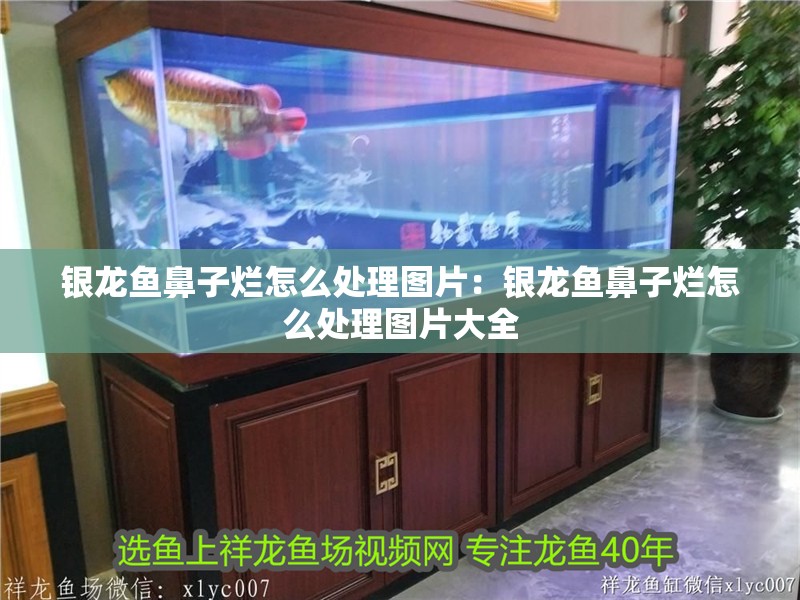 銀龍魚鼻子爛怎么處理圖片：銀龍魚鼻子爛怎么處理圖片大全