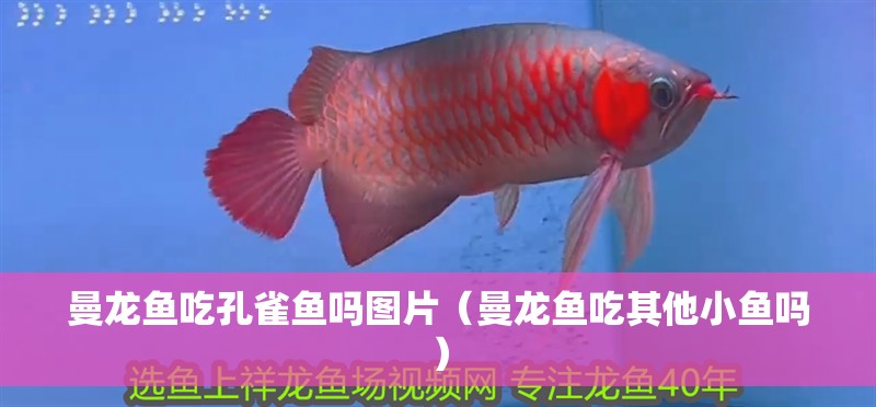曼龍魚(yú)吃孔雀魚(yú)嗎圖片（曼龍魚(yú)吃其他小魚(yú)嗎）