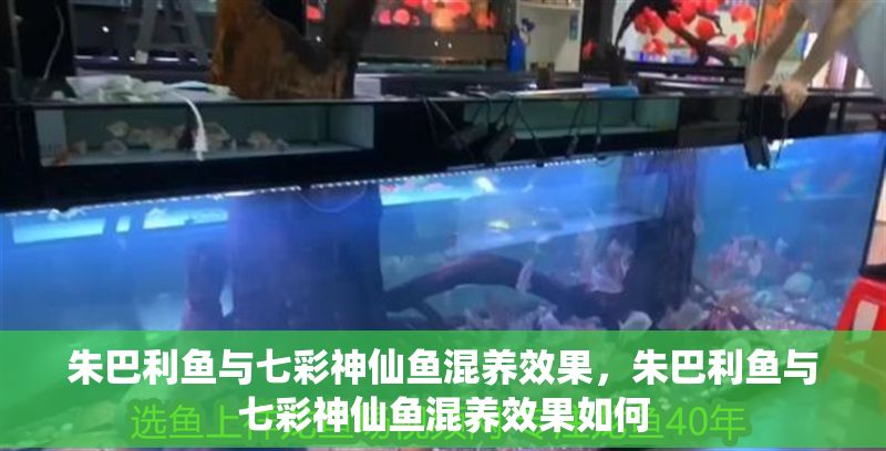朱巴利魚與七彩神仙魚混養效果，朱巴利魚與七彩神仙魚混養效果如何