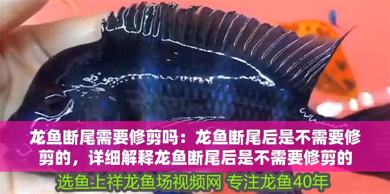 龍魚斷尾需要修剪嗎：龍魚斷尾后是不需要修剪的，詳細解釋龍魚斷尾后是不需要修剪的