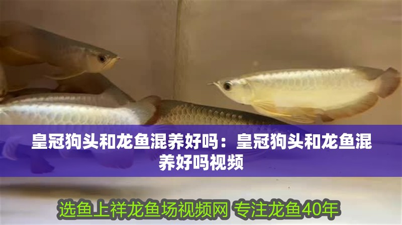 皇冠狗頭和龍魚混養(yǎng)好嗎：皇冠狗頭和龍魚混養(yǎng)好嗎視頻