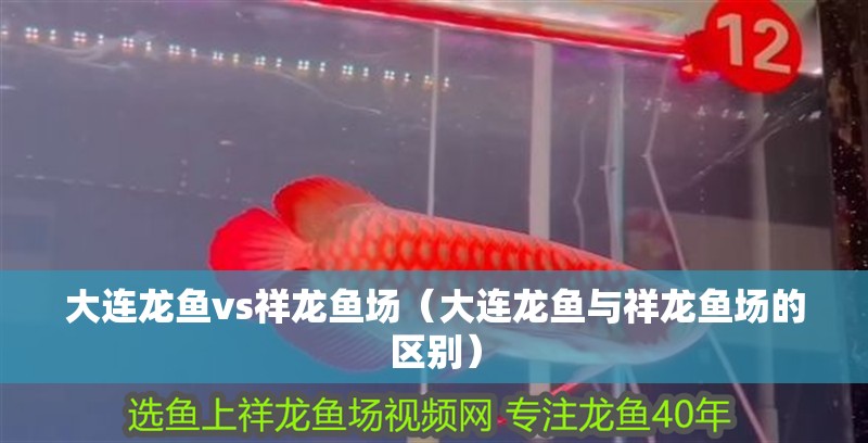 大連龍魚vs祥龍魚場（大連龍魚與祥龍魚場的區(qū)別）