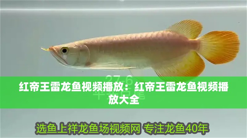 紅帝王雷龍魚視頻播放：紅帝王雷龍魚視頻播放大全