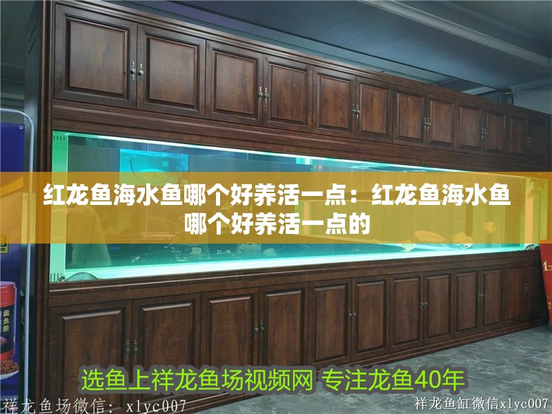 紅龍魚海水魚哪個(gè)好養(yǎng)活一點(diǎn)：紅龍魚海水魚哪個(gè)好養(yǎng)活一點(diǎn)的