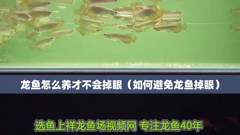 龍魚怎么養(yǎng)才不會掉眼（如何避免龍魚掉眼）