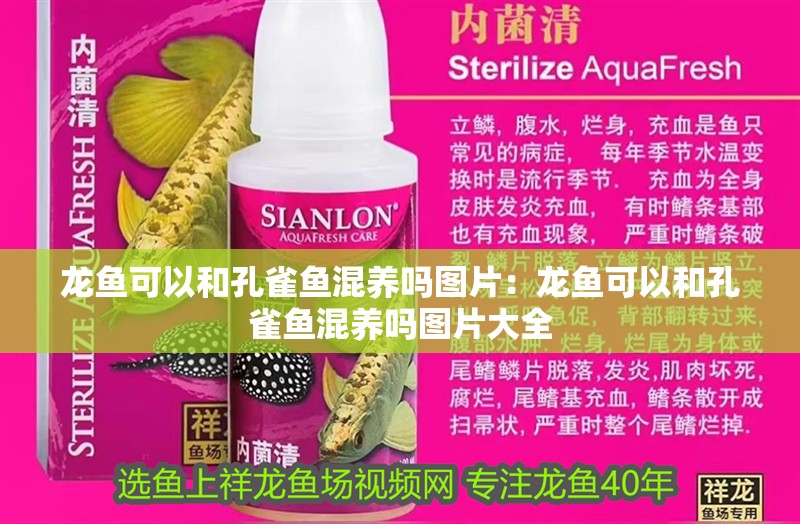 龍魚可以和孔雀魚混養嗎圖片：龍魚可以和孔雀魚混養嗎圖片大全