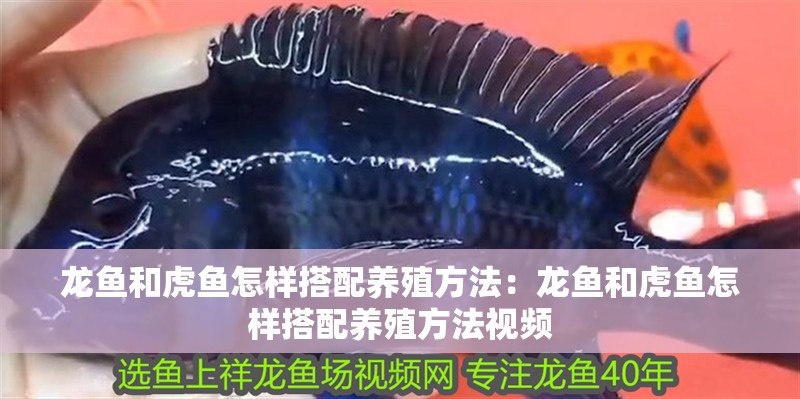 龍魚和虎魚怎樣搭配養殖方法：龍魚和虎魚怎樣搭配養殖方法視頻