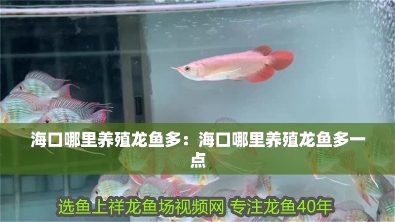 海口哪里養殖龍魚多：海口哪里養殖龍魚多一點
