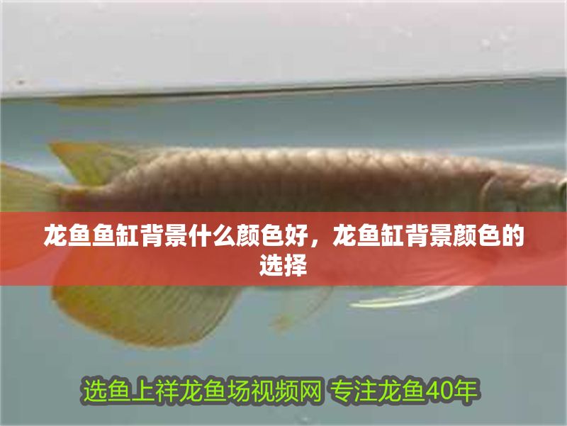 龍魚魚缸背景什么顏色好，龍魚缸背景顏色的選擇
