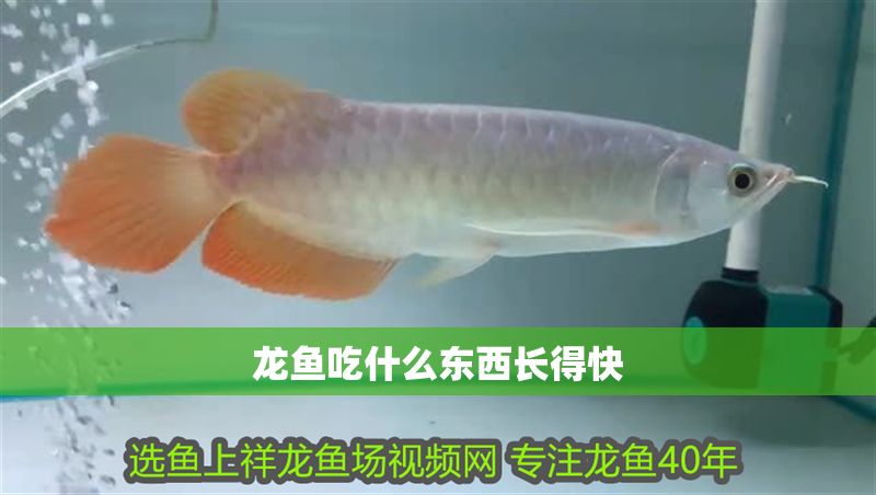 龍魚吃什么東西長得快
