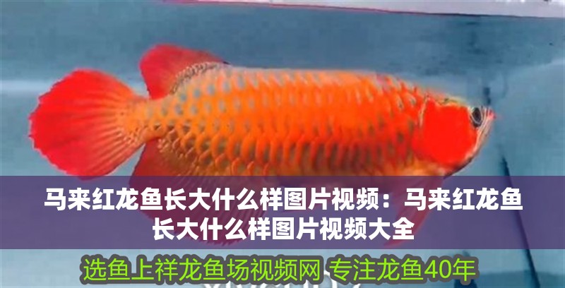 馬來紅龍魚長大什么樣圖片視頻：馬來紅龍魚長大什么樣圖片視頻大全