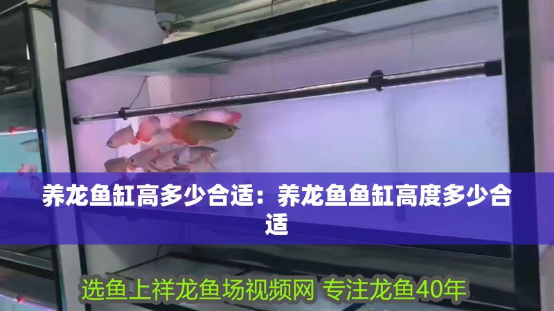 養(yǎng)龍魚缸高多少合適：養(yǎng)龍魚魚缸高度多少合適