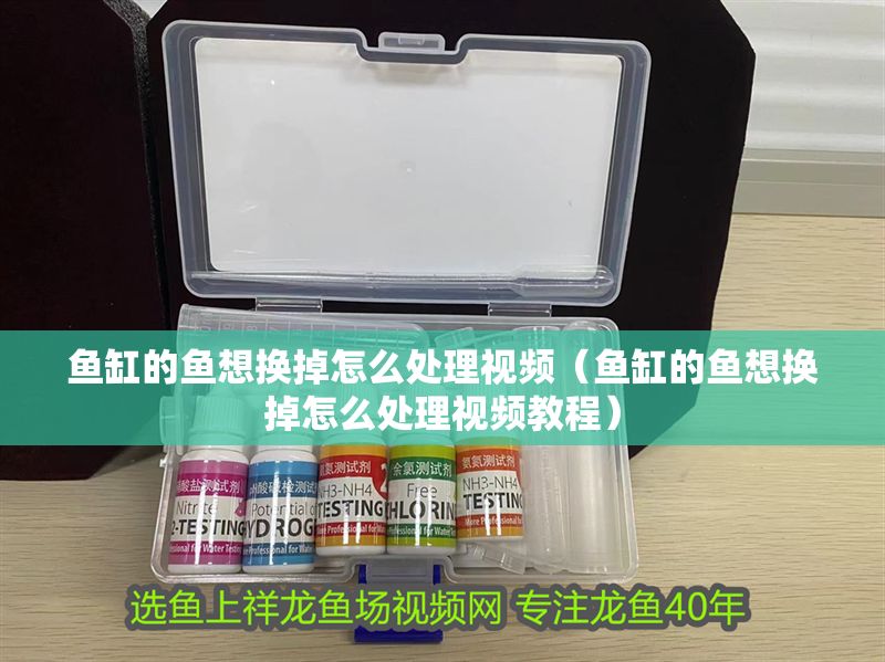 魚缸的魚想換掉怎么處理視頻（魚缸的魚想換掉怎么處理視頻教程）
