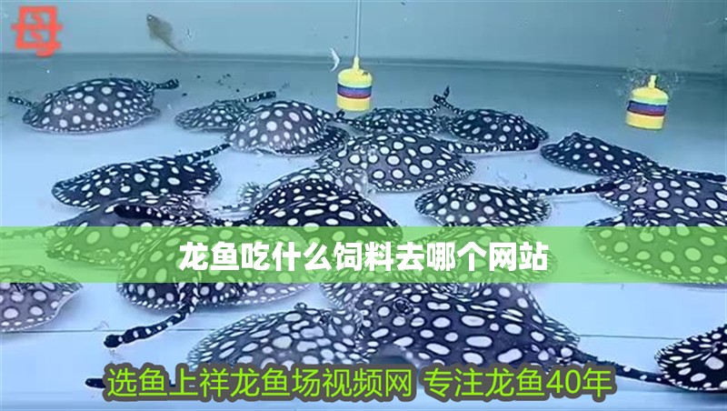龍魚吃什么飼料去哪個網站