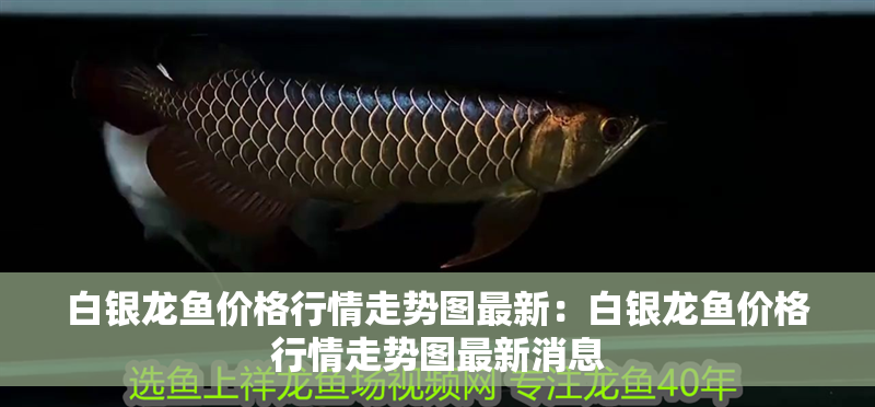 白銀龍魚(yú)價(jià)格行情走勢(shì)圖最新：白銀龍魚(yú)價(jià)格行情走勢(shì)圖最新消息