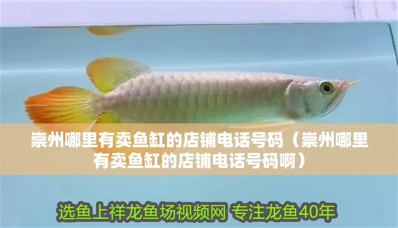 崇州哪里有賣魚缸的店鋪電話號碼（崇州哪里有賣魚缸的店鋪電話號碼啊）