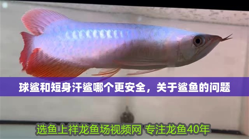 球鯊和短身汗鯊哪個更安全，關于鯊魚的問題
