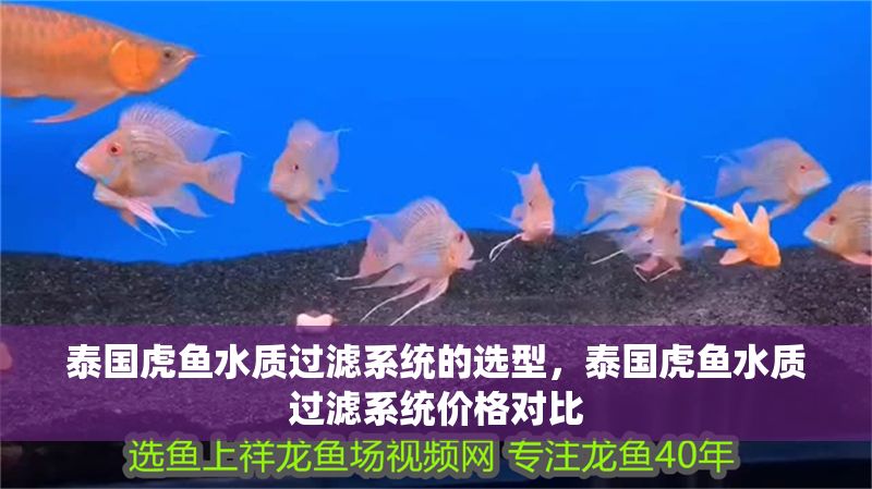 泰國虎魚水質(zhì)過濾系統(tǒng)的選型，泰國虎魚水質(zhì)過濾系統(tǒng)價(jià)格對比