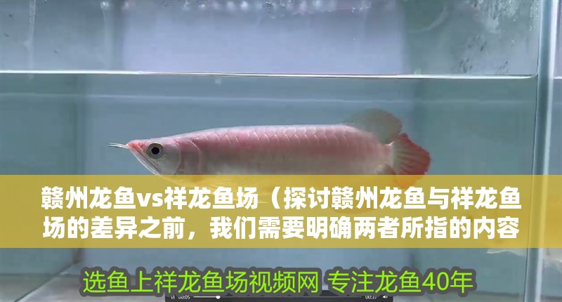 贛州龍魚vs祥龍魚場（探討贛州龍魚與祥龍魚場的差異之前，我們需要明確兩者所指的內容）