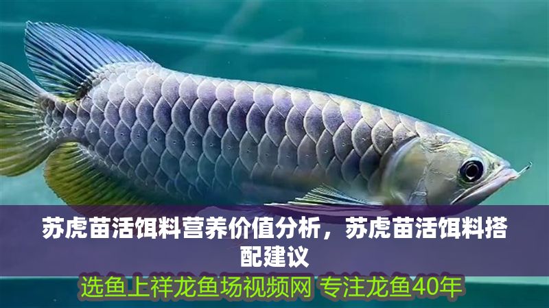 蘇虎苗活餌料營養價值分析，蘇虎苗活餌料搭配建議