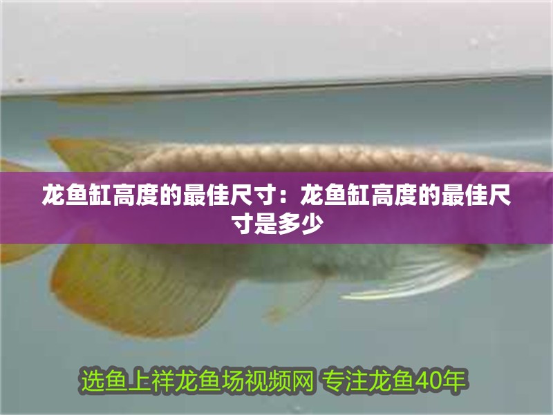 龍魚缸高度的最佳尺寸：龍魚缸高度的最佳尺寸是多少