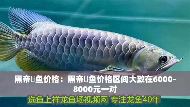 黑帝魟魚價(jià)格：黑帝魟魚價(jià)格區(qū)間大致在6000-8000元一對(duì)