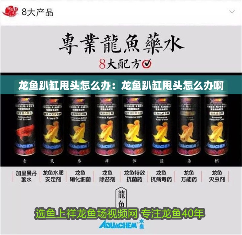 龍魚趴缸甩頭怎么辦：龍魚趴缸甩頭怎么辦啊