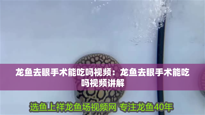 龍魚去眼手術能吃嗎視頻：龍魚去眼手術能吃嗎視頻講解