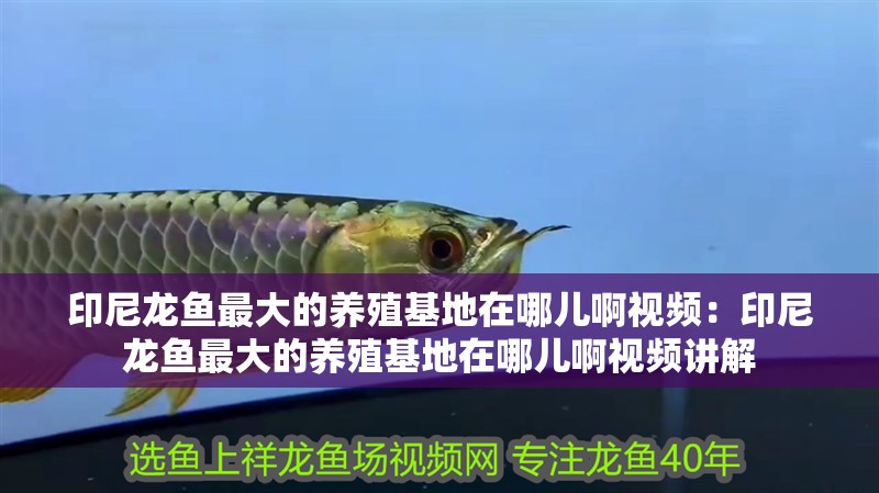 印尼龍魚最大的養(yǎng)殖基地在哪兒啊視頻：印尼龍魚最大的養(yǎng)殖基地在哪兒啊視頻講解