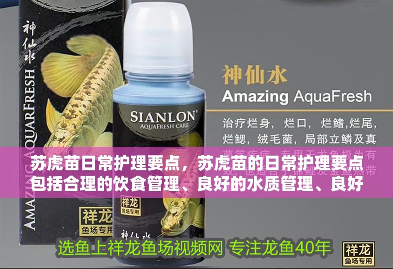 蘇虎苗日常護理要點，蘇虎苗的日常護理要點包括合理的飲食管理、良好的水質管理、良好的水質管理