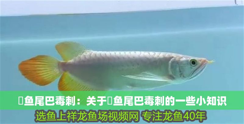魟魚尾巴毒刺：關于魟魚尾巴毒刺的一些小知識