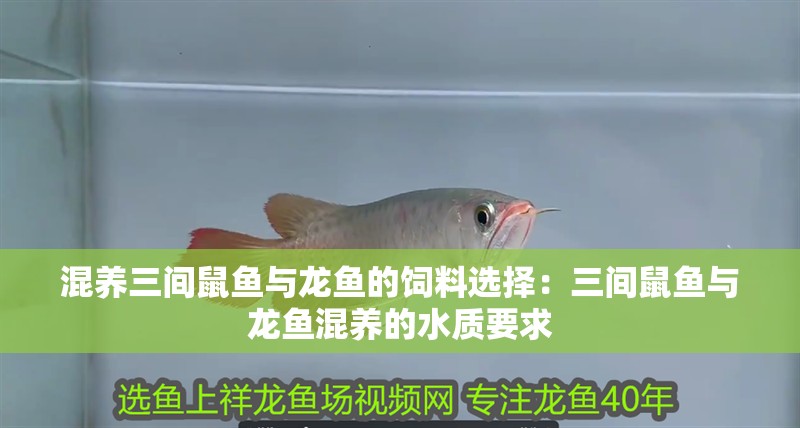 混養三間鼠魚與龍魚的飼料選擇：三間鼠魚與龍魚混養的水質要求