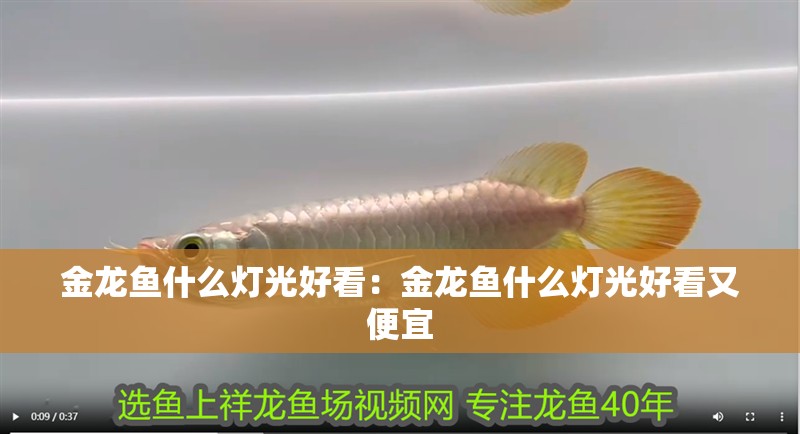 金龍魚什么燈光好看：金龍魚什么燈光好看又便宜