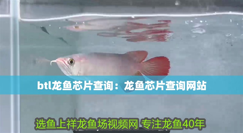 btl龍魚芯片查詢：龍魚芯片查詢網(wǎng)站