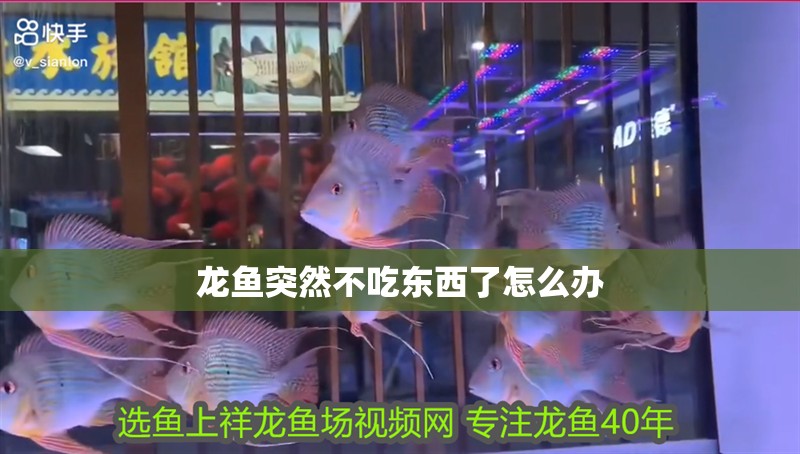龍魚突然不吃東西了怎么辦 龍魚百科 第2張 龍魚突然不吃東西了怎么辦 龍魚突然不吃東西了怎么辦 龍魚百科 第2張