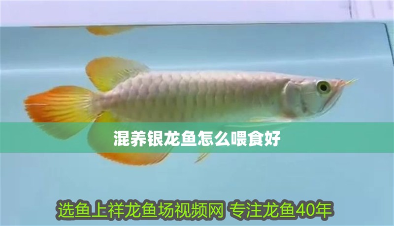 混養(yǎng)銀龍魚怎么喂食好