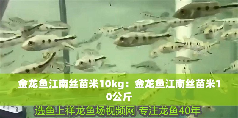 金龍魚江南絲苗米10kg：金龍魚江南絲苗米10公斤