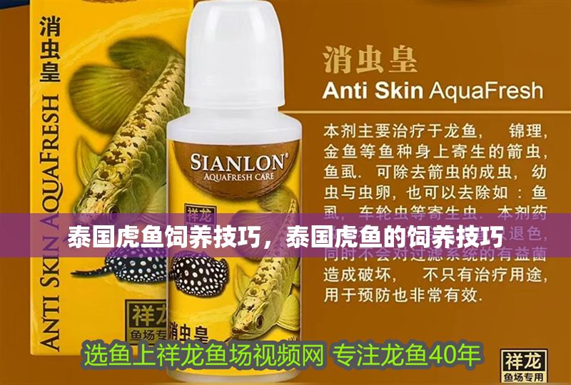 泰國虎魚飼養技巧，泰國虎魚的飼養技巧