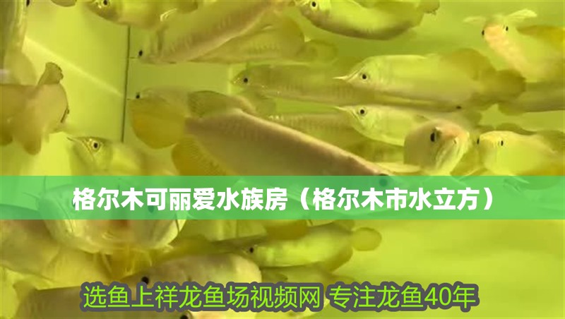 格爾木可麗愛水族房（格爾木市水立方）