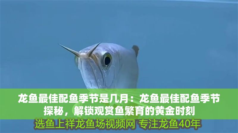 龍魚最佳配魚季節是幾月：龍魚最佳配魚季節探秘，解鎖觀賞魚繁育的黃金時刻