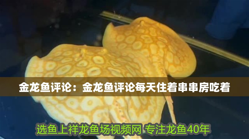 金龍魚評論：金龍魚評論每天住著串串房吃著
