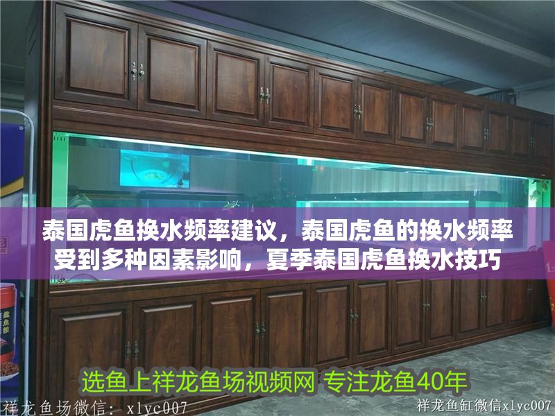 泰國虎魚換水頻率建議，泰國虎魚的換水頻率受到多種因素影響，夏季泰國虎魚換水技巧