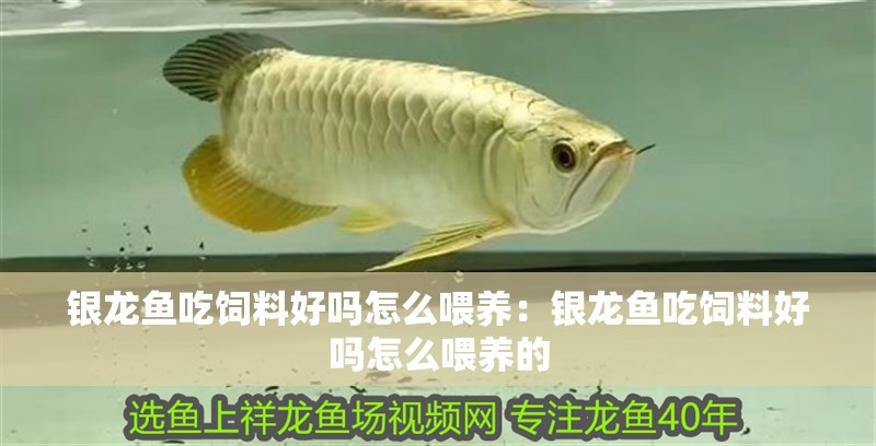 銀龍魚吃飼料好嗎怎么喂養：銀龍魚吃飼料好嗎怎么喂養的