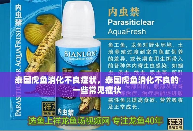 泰國虎魚消化不良癥狀，泰國虎魚消化不良的一些常見癥狀